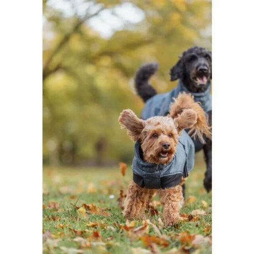 PHO_IMAGE_DOG_Maltipoo-Milo-Grosspudel-Piet-Wintermantel-Riom-Natur-1_#SALL_#AWK_#V1 (1).webp