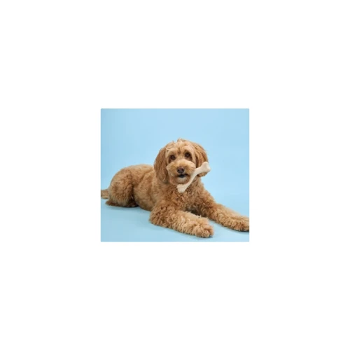 betterbone-kosc-do-gryzienia-small-soft-beef (1).webp