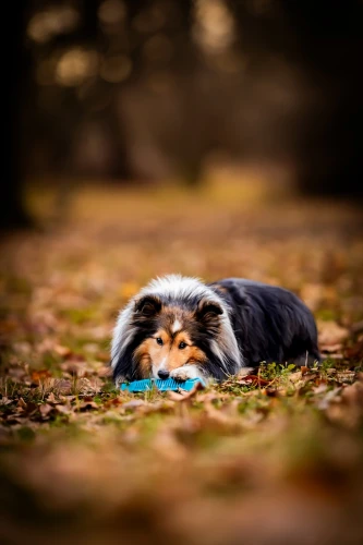 pol_pl_Fiboone-dental-1024_2.webp