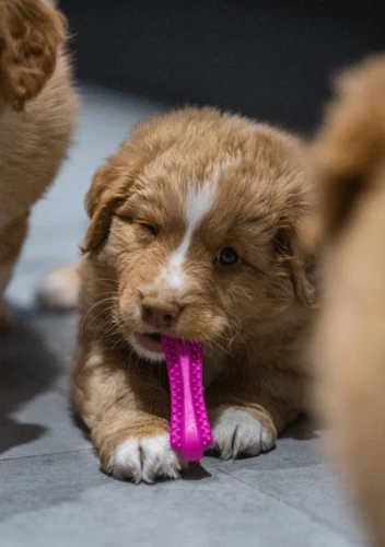 pol_pl_Fiboone-puppy-1089_2 (1).webp