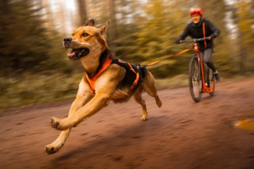 freemotion_harness_5_0_setting_1.webp