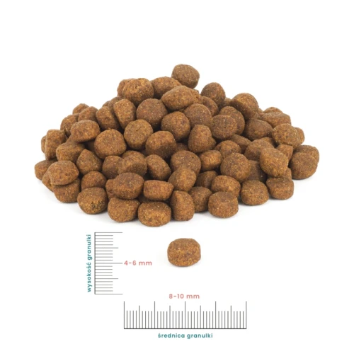 perro-miarka-junior-2-scaled-800x800.webp
