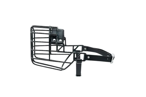 dalmatynczyk pies.webp