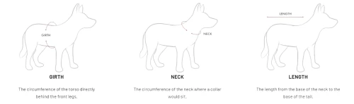 ezydog jak mierzyc psa.webp