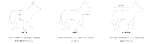 ezydog-jak-mierzyc-psa.webp
