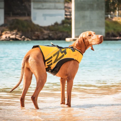 dfd-x2-at-the-beach__54648.1737490965.webp