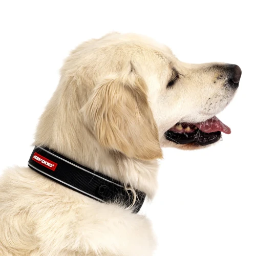 2_NeoCollar_Closeup_75d4d847-f9a7-4c9f-b7d5-142197527c08.webp