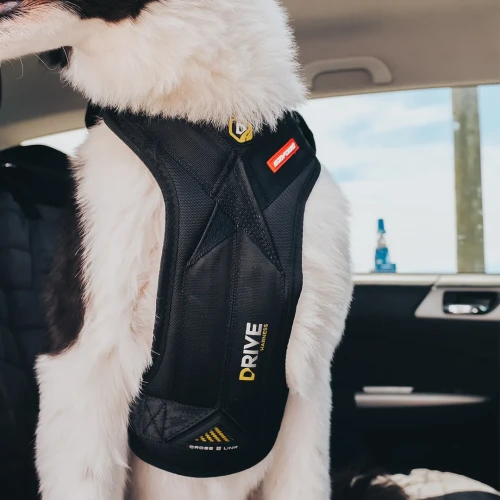 ezydog-drive-harness-front-view-on-dog-in-car_58b74fab-a4e1-4643-8997-185339ab5efa.webp