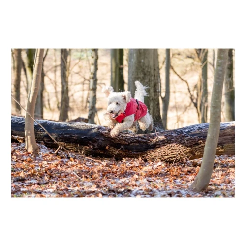 pol_pm_Trixie-Vimy-plaszczyk-przeciwdeszczowy-czerwony-S-40cm-33831_5.webp