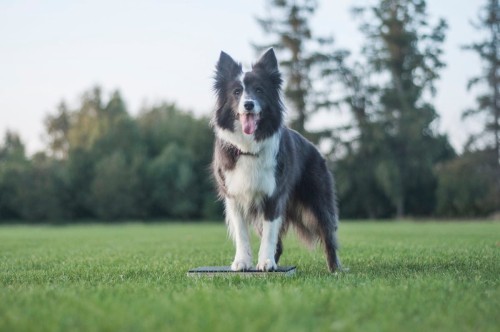 Podest-target-do-obedience-psiego-fitnessu-kwadratowy-niski-30x30cm (1).jpg