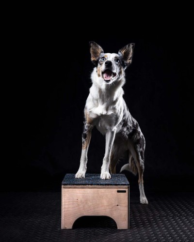 Mala-skrzynia-do-psiego-fitnessu (2).jpg