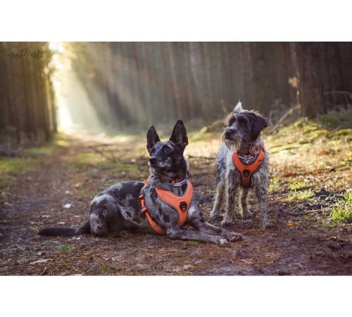 Szelki-guard-easy-walk-dla-psa-Truelove-Lumen-pomaranczowe.jpg