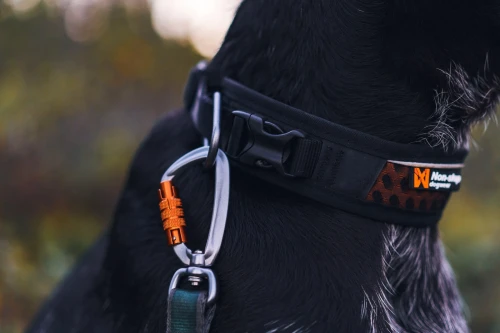 rock_adjustable_collar_feature_3.webp