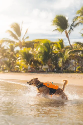 protector_life_jacket_12.webp