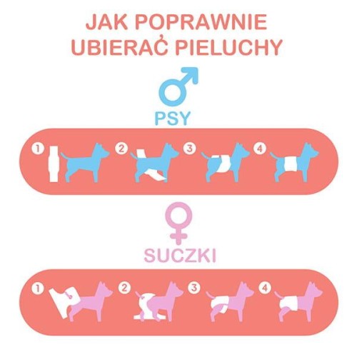 misoko stosowanie.webp