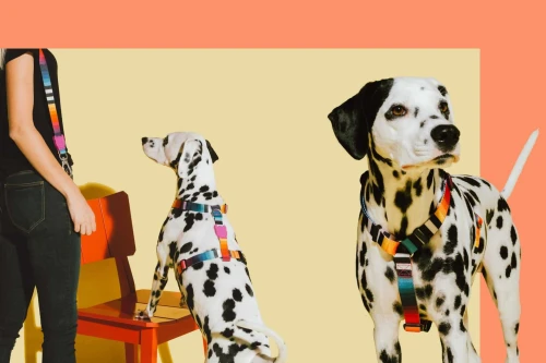 Zee-Dog-Szelki-dla-psa-Prisma (2) (1).webp