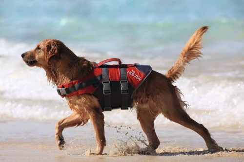 Hunter-Kamizelka-dla-psa-wspomagajaca-plywanie-z-kolekcji-Moss.-.webp