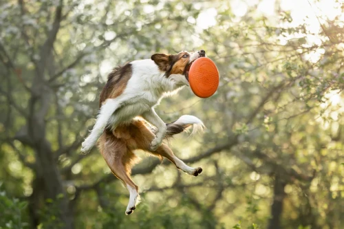 dog_flying_disc_setting_2.webp