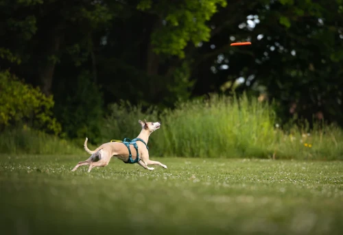 flying_disc_setting_3.webp