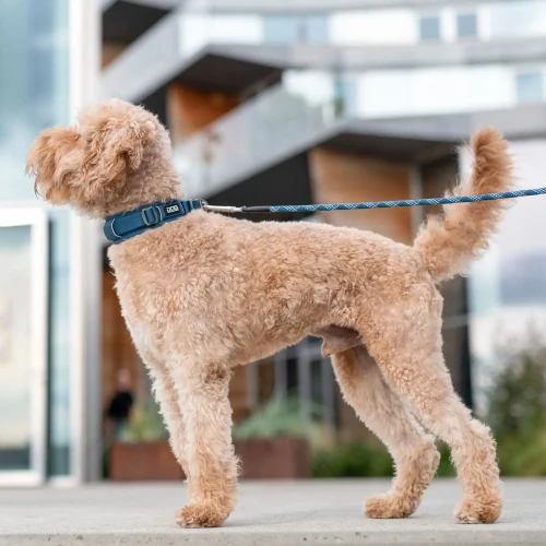 urban-explorer-collar (9).webp