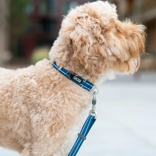 urban-style-collar (4).webp