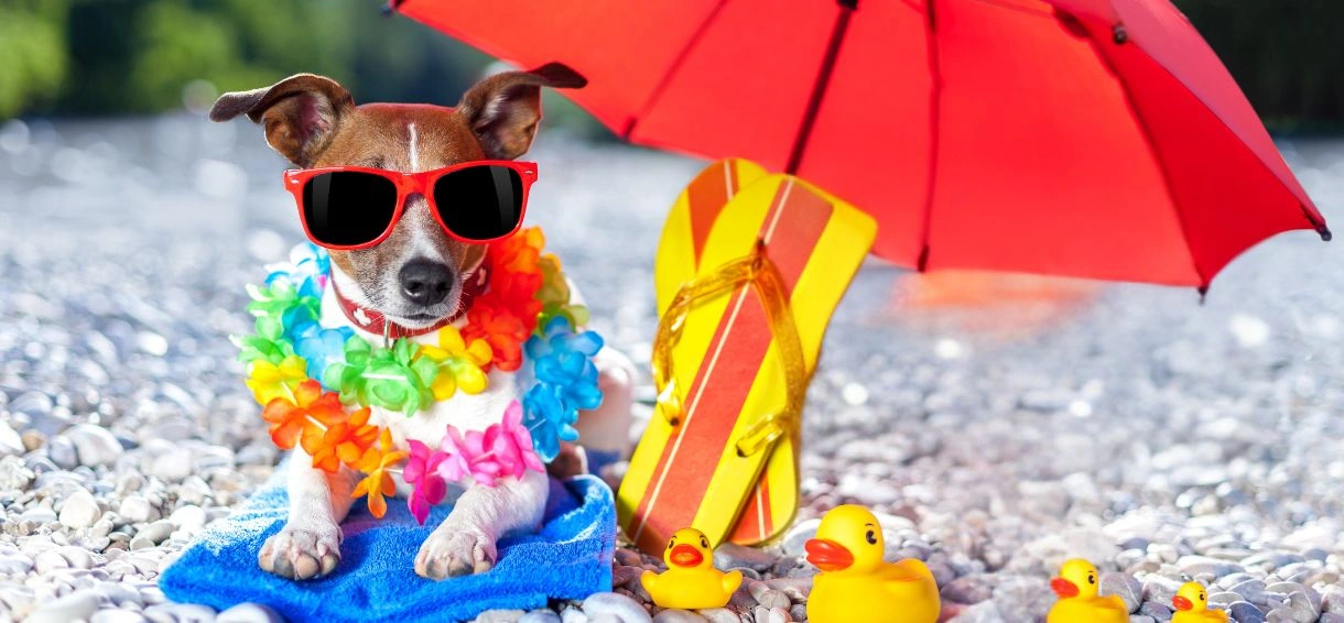 Jak zadbać o psa latem? Co musisz wiedzieć, by Twój pupil był bezpieczny.