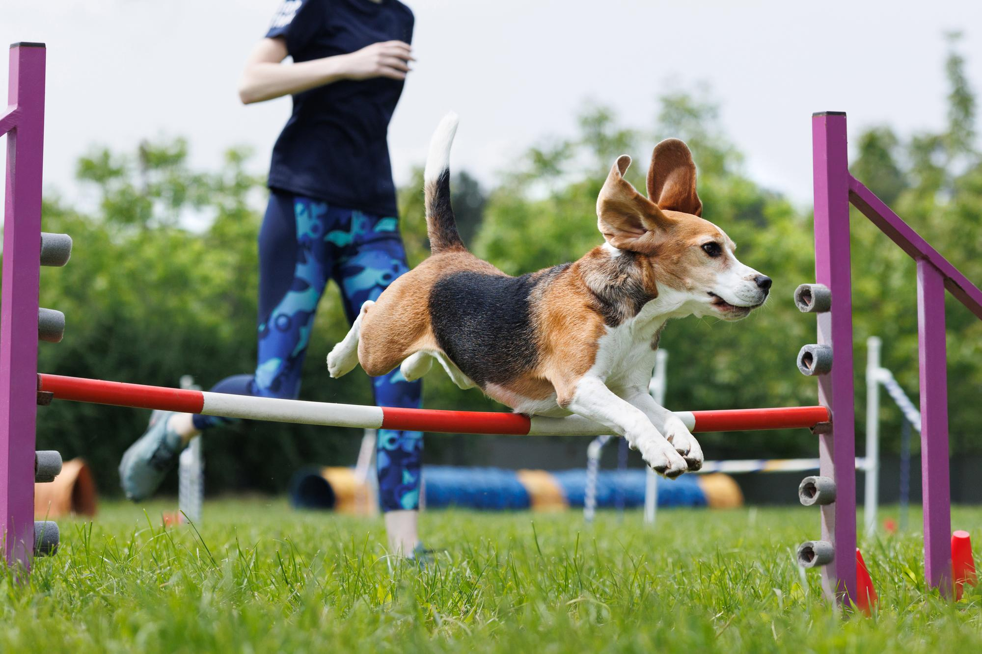 Agility od podstaw – jakie akcesoria treningowe warto mieć na start?