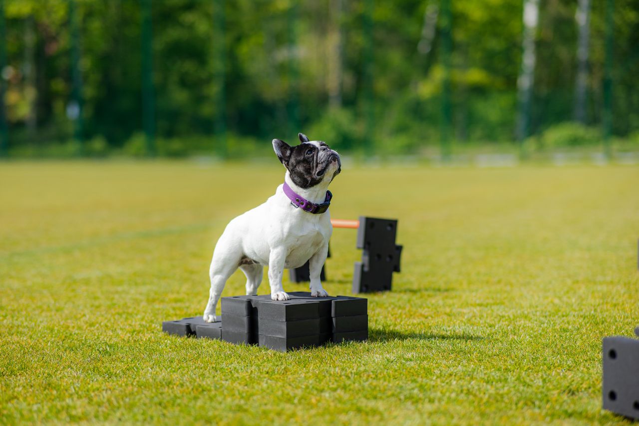Obedience dla początkujących – na czym polega i od czego zacząć trening?