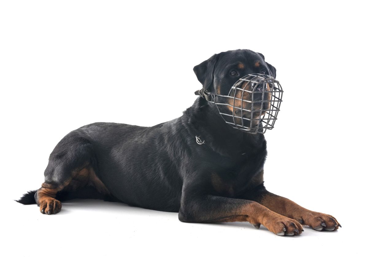 Jak dobrać kaganiec dla psa? Praktyczny poradnik